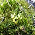 Green moss.